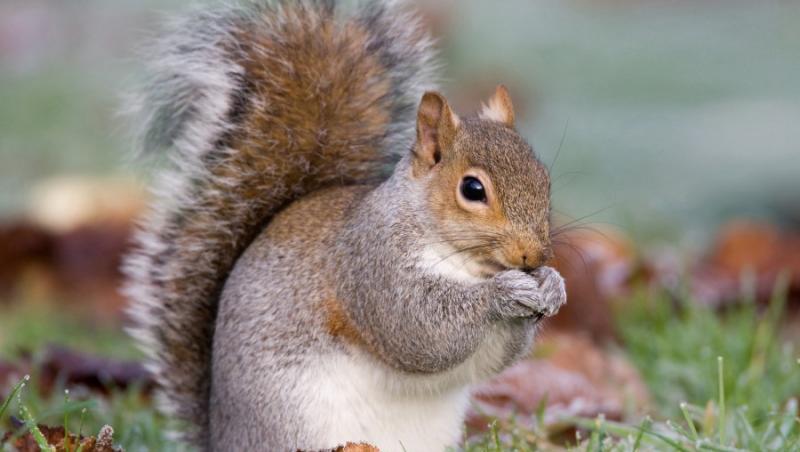 VIDEO! Vezi cum se hraneste o veverita cu biberonul!