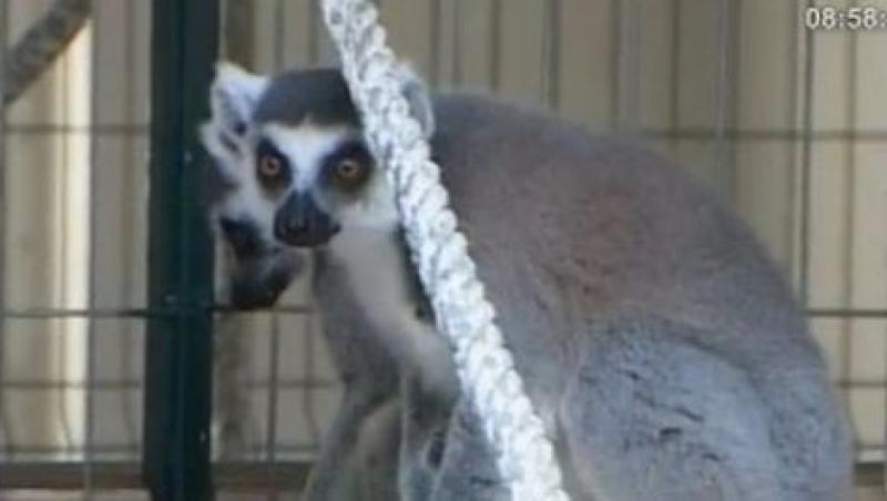 VIDEO! Doi lemurieni si un watusi, noii locatari ai Gradinii Zoologice din Sibiu