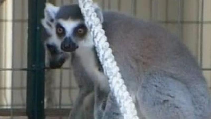 VIDEO! Doi lemurieni si un watusi, noii locatari ai Gradinii Zoologice din Sibiu