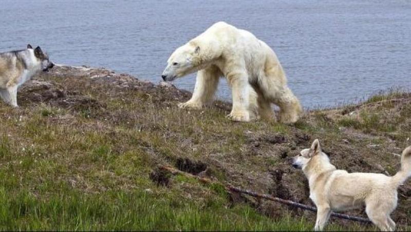 FOTO! In Siberia, cainii se lupta cu ursii polari pentru a-si proteja stapanii