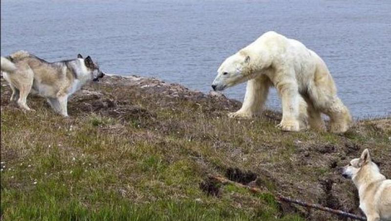 FOTO! In Siberia, cainii se lupta cu ursii polari pentru a-si proteja stapanii