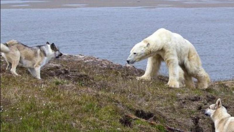 FOTO! In Siberia, cainii se lupta cu ursii polari pentru a-si proteja stapanii