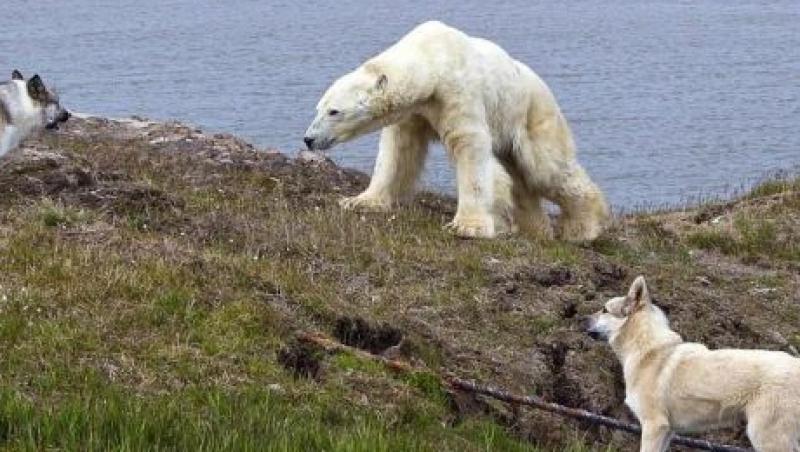 FOTO! In Siberia, cainii se lupta cu ursii polari pentru a-si proteja stapanii