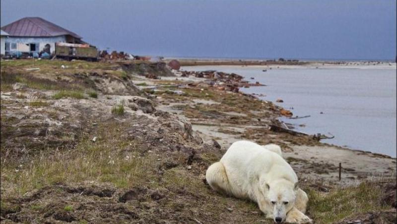 FOTO! In Siberia, cainii se lupta cu ursii polari pentru a-si proteja stapanii