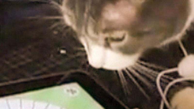 VIDEO! O pisicuta se joaca pe iPad