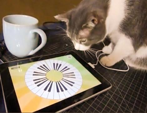 VIDEO! O pisicuta se joaca pe iPad