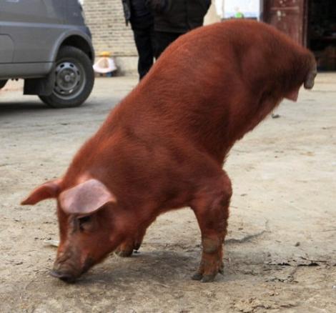 FOTO! Porcul "gimnast" face senzatie in China