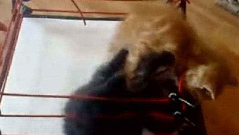 VIDEO! Vezi cum fac wrestling doi pui de pisica!