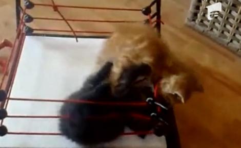VIDEO! Vezi cum fac wrestling doi pui de pisica!