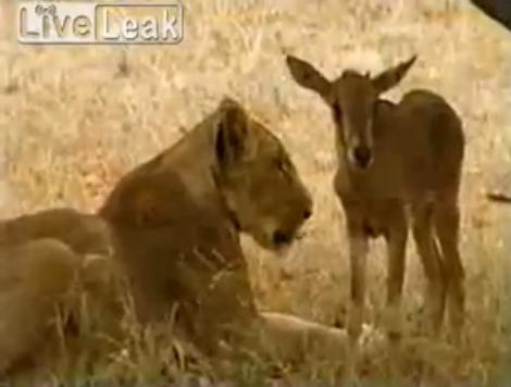 VIDEO! Un leu a adoptat un pui de antilopa intr-o rezervatie