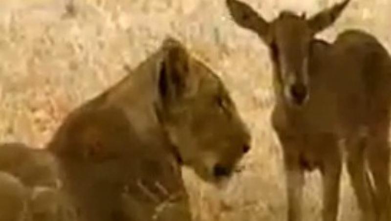 VIDEO! Un leu a adoptat un pui de antilopa intr-o rezervatie