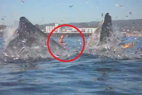 VIDEO! SUA: Surferita, la un pas sa fie inghitita de o balena