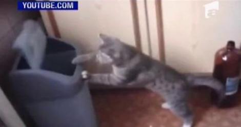 VIDEO! O pisica boxeaza cu un cos de gunoi