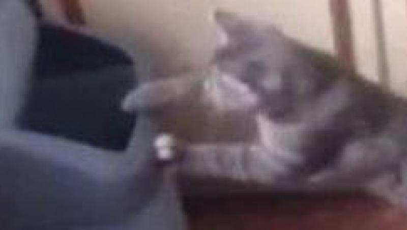 VIDEO! O pisica boxeaza cu un cos de gunoi