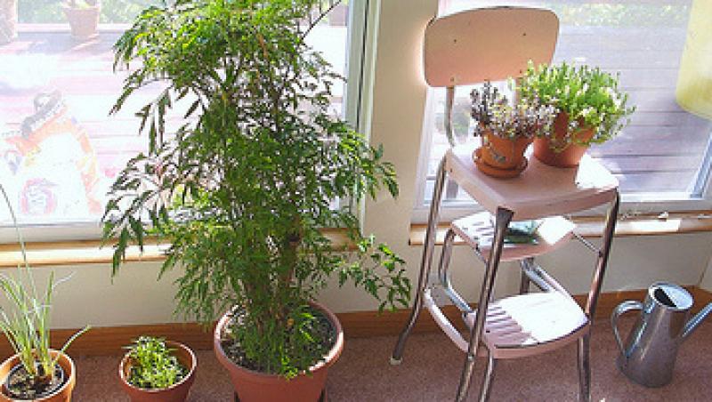 Cele mai rezistente plante de apartament