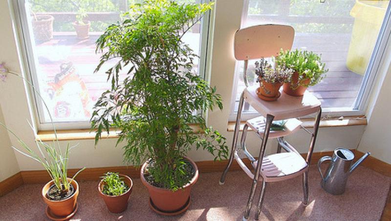 Cele mai rezistente plante de apartament