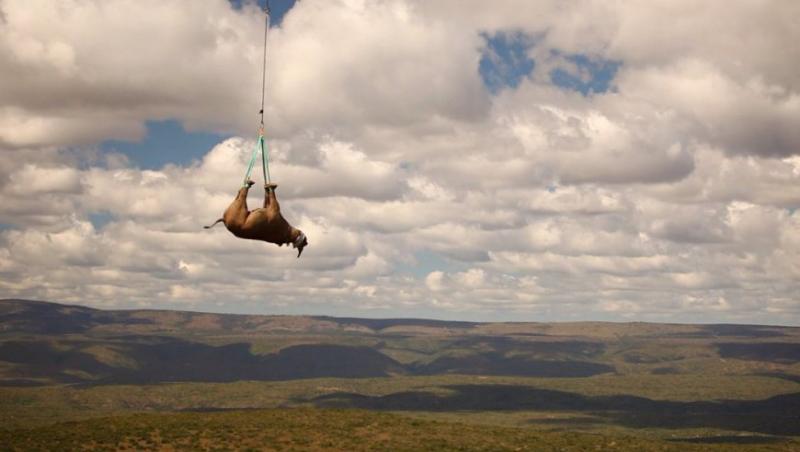 FOTO! Rinocerii negri, transportati in aer prin jungla africana