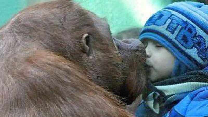 Vezi ce sentimente poate trezi un copil unei gorile!