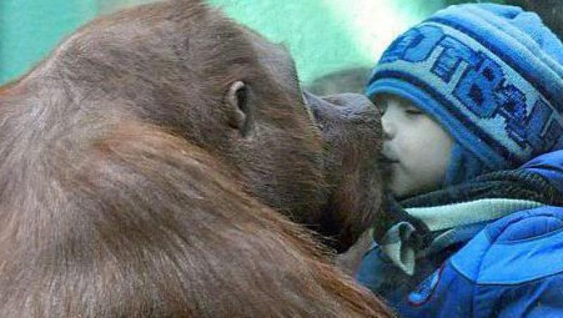 Vezi ce sentimente poate trezi un copil unei gorile!