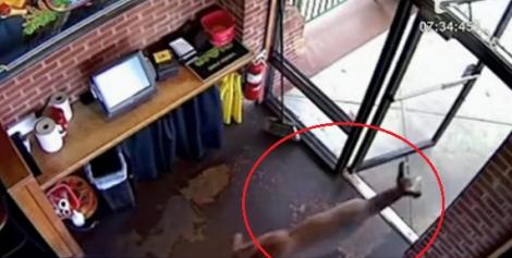 VIDEO! O caprioara a dat buzna intr-un restaurant din SUA