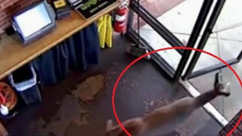 VIDEO! O caprioara a dat buzna intr-un restaurant din SUA