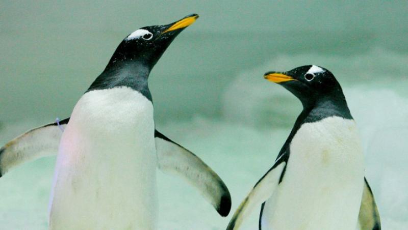 VIDEO! Doi pinguini africani, ambii masculi, au format un cuplu