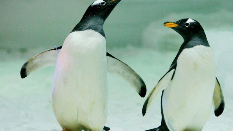 VIDEO! Doi pinguini africani, ambii masculi, au format un cuplu