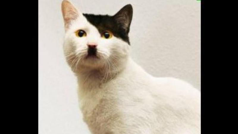 Vezi pisica care seamana perfect cu Hitler!