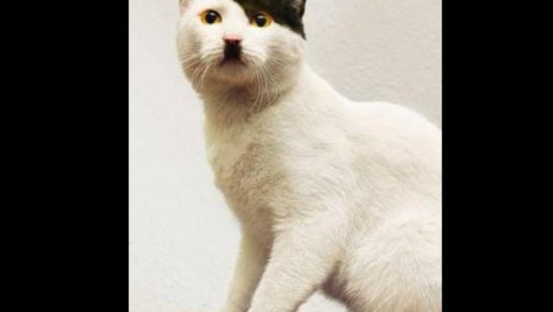 Vezi pisica care seamana perfect cu Hitler!
