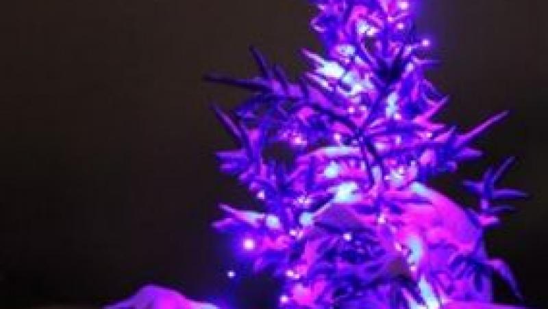 Bradul violet de Craciun, tendinta acestei ierni