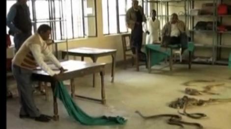 India: Un barbat a umplut un birou fiscal cu serpi veninosi in semn de protest