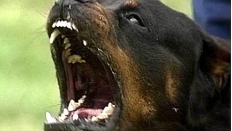 Cehia: O femeie a fost sfasiata de 25 de caini Rottweiler