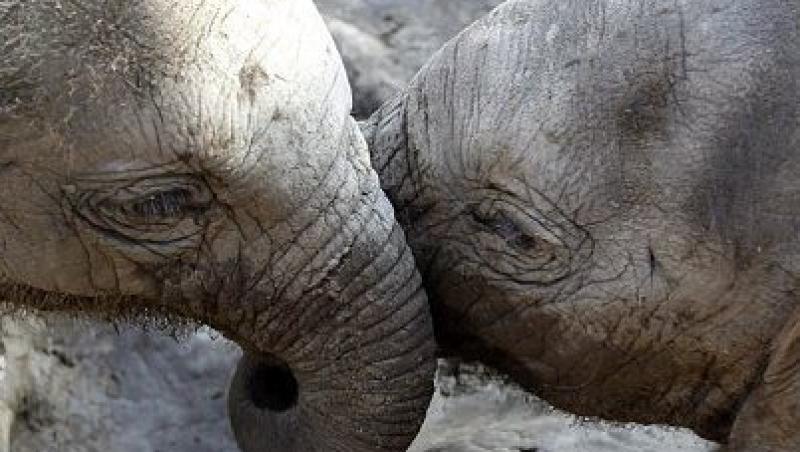 EMOTIONANT! Pui de elefanti se joaca in noroi, dupa inundatiile dezastruoase din Thailanda