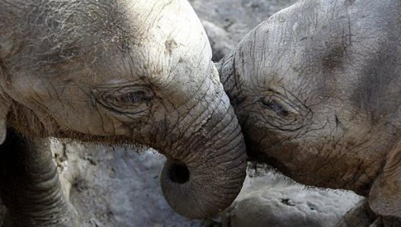 EMOTIONANT! Pui de elefanti se joaca in noroi, dupa inundatiile dezastruoase din Thailanda