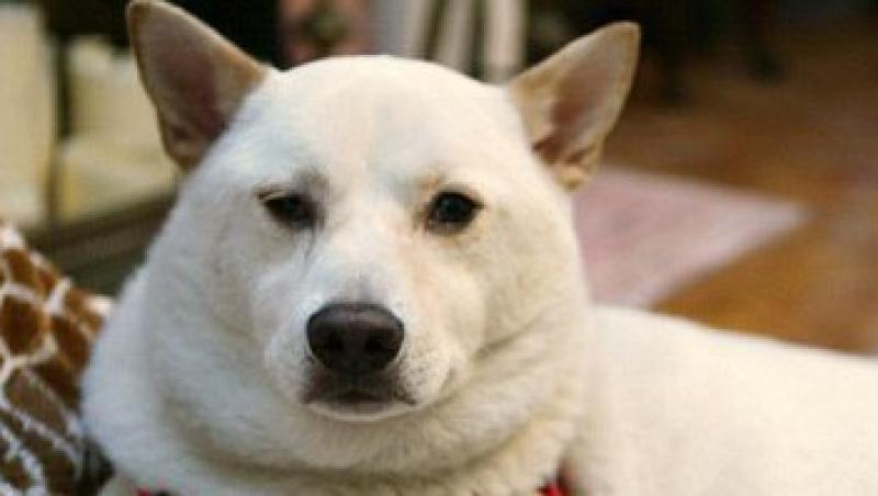 Kai, catelul care a supravietuit miraculos dupa ce a cazut de la etajul patru