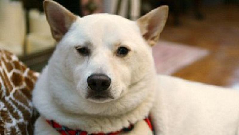 Kai, catelul care a supravietuit miraculos dupa ce a cazut de la etajul patru