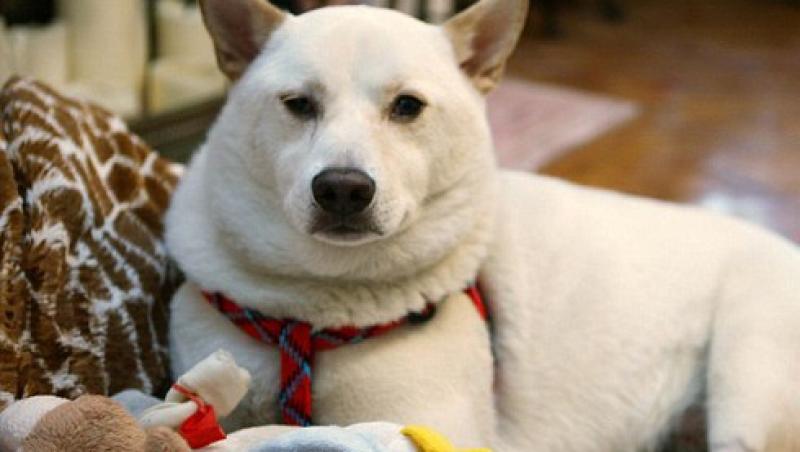 Kai, catelul care a supravietuit miraculos dupa ce a cazut de la etajul patru