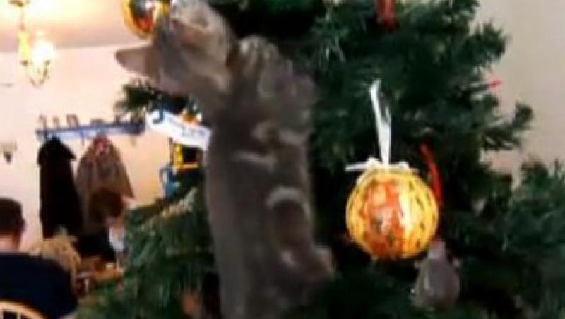 VIDEO! O pisica s-a suparat pe bradul de Craciun