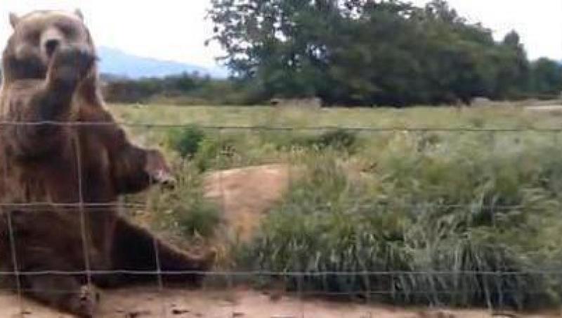VIDEO! Un urs manierat le face cu mana turistilor