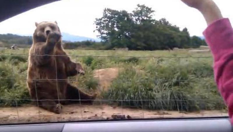 VIDEO! Un urs manierat le face cu mana turistilor