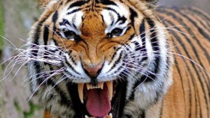 UPDATE! Tigrul scapat de la Zoo Sibiu a fost impuscat
