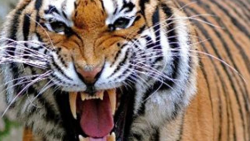 UPDATE! Tigrul scapat de la Zoo Sibiu a fost impuscat