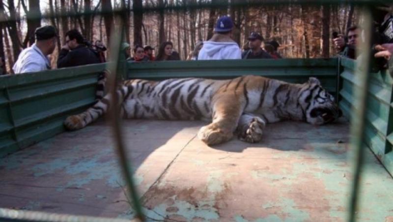 Sibiu: Ancheta dupa uciderea tigrului. Protectia Muncii condamna asasinarea felinei