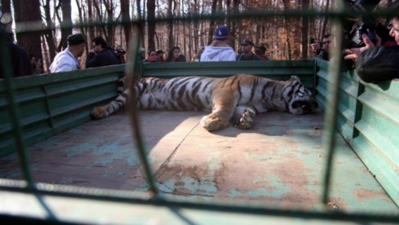 Sibiu: Ancheta dupa uciderea tigrului. Protectia Muncii condamna asasinarea felinei