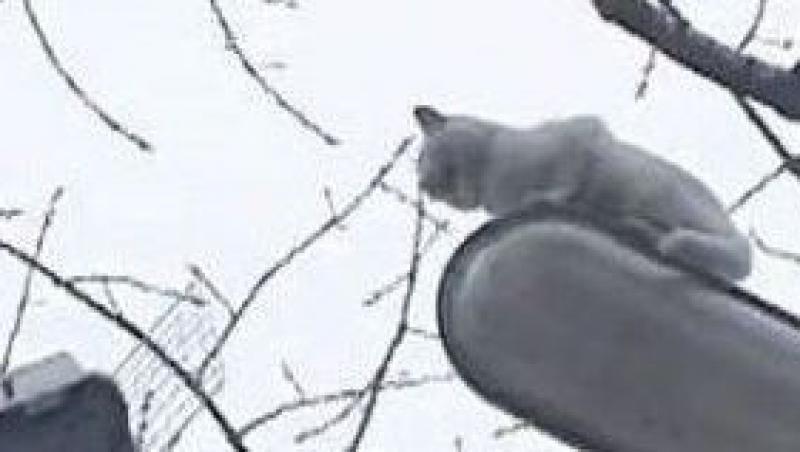 VIDEO! Pisica salvata de pe un stalp de iluminat din Galati