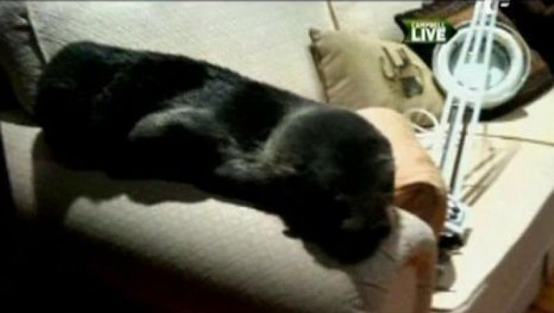 VIDEO! O familie din Noua Zeelanda s-a trezit cu un pui de foca pe canapea
