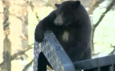 VIDEO! Un urs cocotat pe o masina de gunoi a facut senzatie in Canada