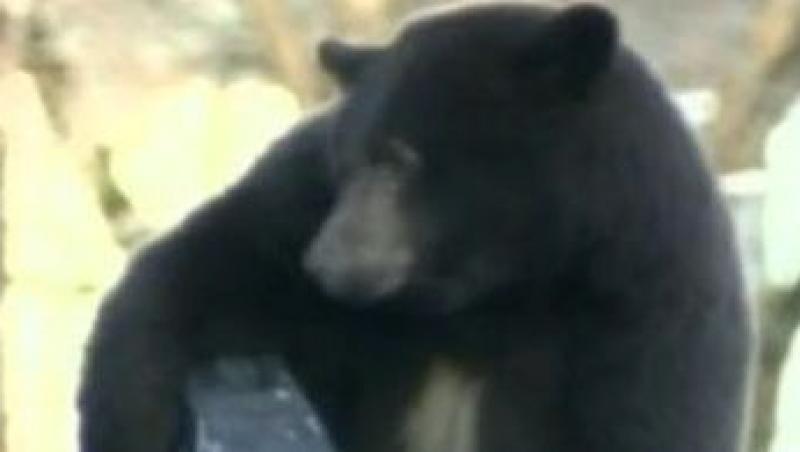 VIDEO! Un urs cocotat pe o masina de gunoi a facut senzatie in Canada