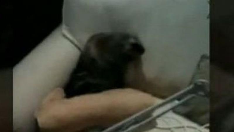 VIDEO! Noua Zeelanda: O familie a gasit un pui de foca in casa
