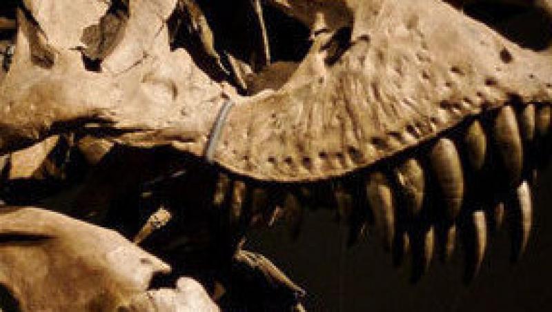 Cel mai mare dinte de dinozaur s-a vandut cu 56.000 de dolari!